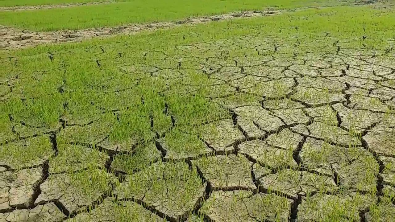 खराब होने लगे बिचड़े, खेतों में पड़ गयी दरार
