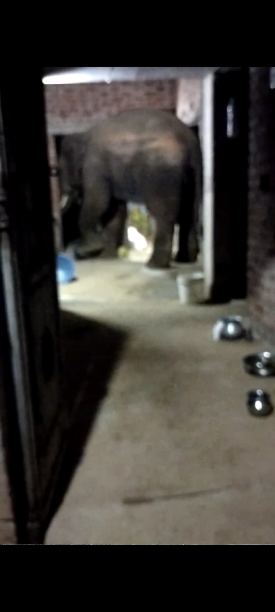 घर में घुसा जंगली हाथी, अनाज खाकर जंगल में लौटा