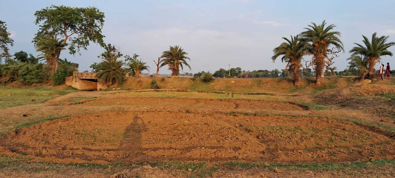 बारिश नहीं होने से खेतों में सूख रहे हैं धान के बिचड़े