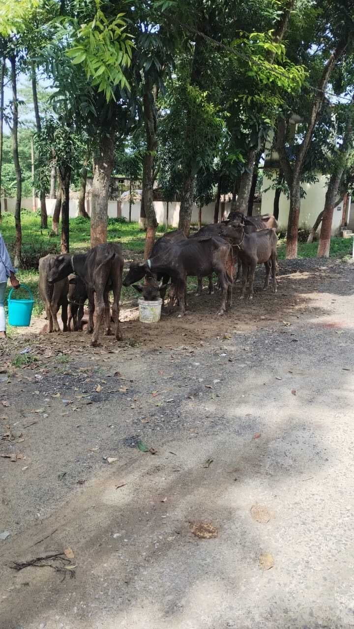 दो ट्रकों पर लदे 159 भैंस के बच्चे बरादम, 8 आरोपित तस्कर गिरफ्तार