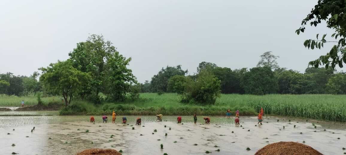 झमाझम बारिश से धान की रोपनी हुई शुरू, किसानों में खुशी