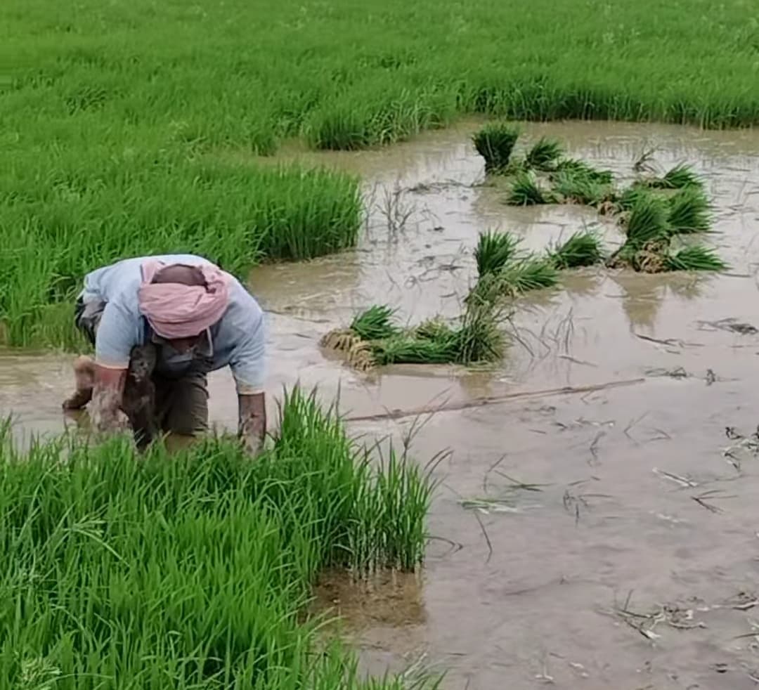 मॉनसून सक्रिय, बारिश से तापमान में गिरावट