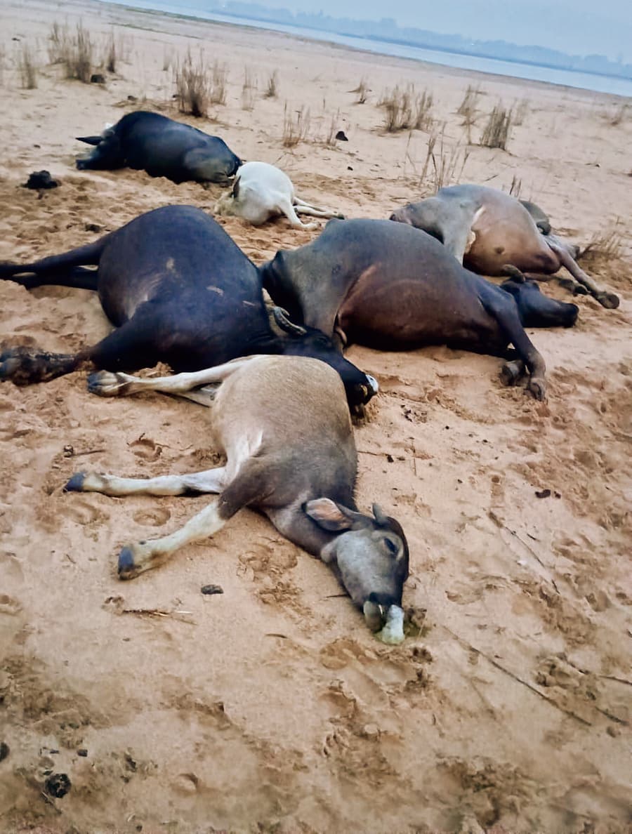 सोन टीला पर ठनका गिरने से सात भैंसों व एक चरवाहे की मौत