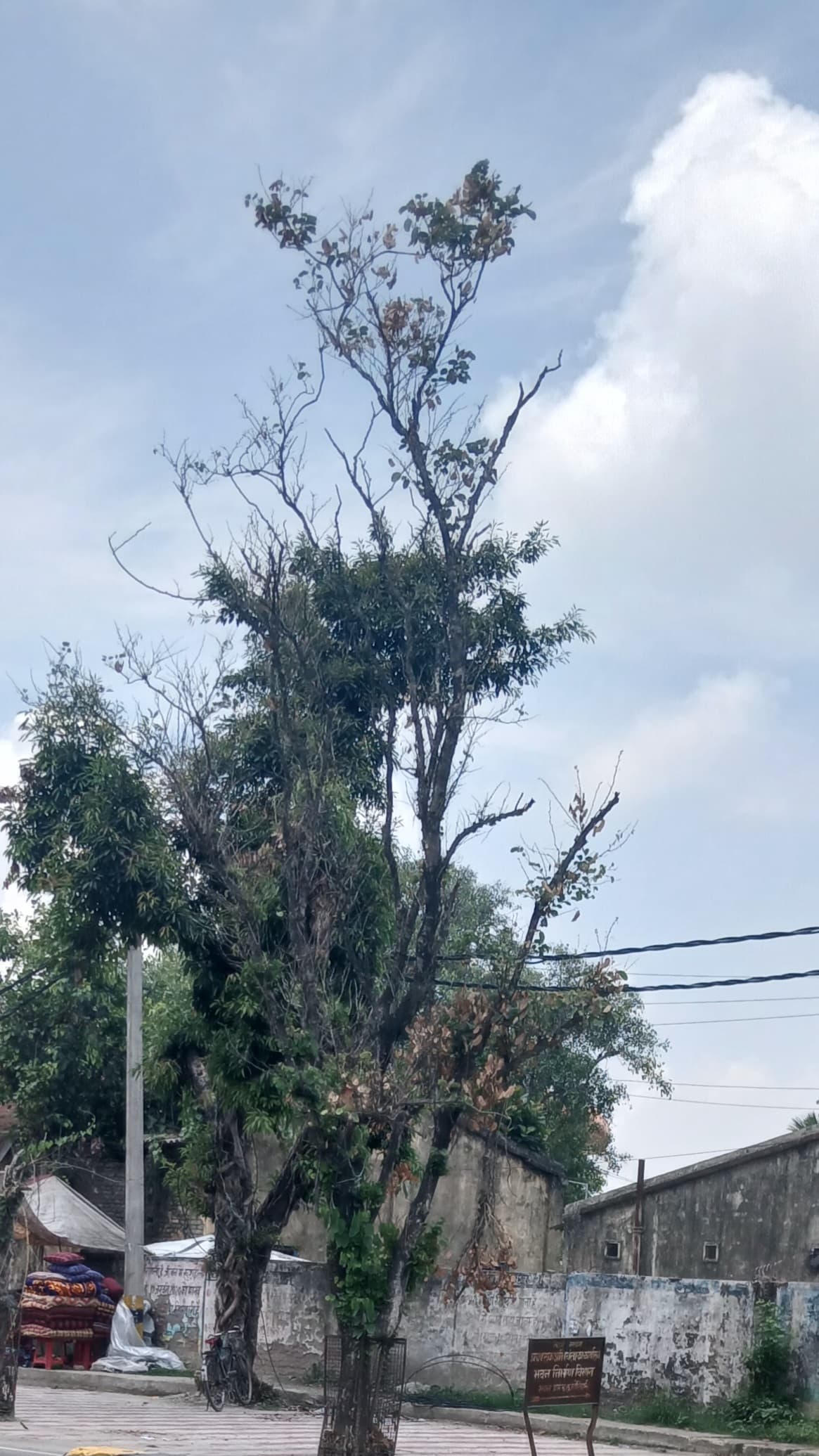 शहर में सड़क किनारे के सूखे पेड़ से खतरा