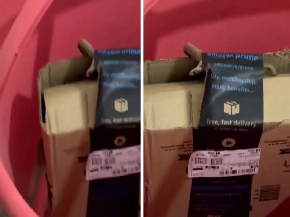 Amazon से मंगाया सामान, पैकेट में निकला जिंदा सांप... Viral हो रहा Video