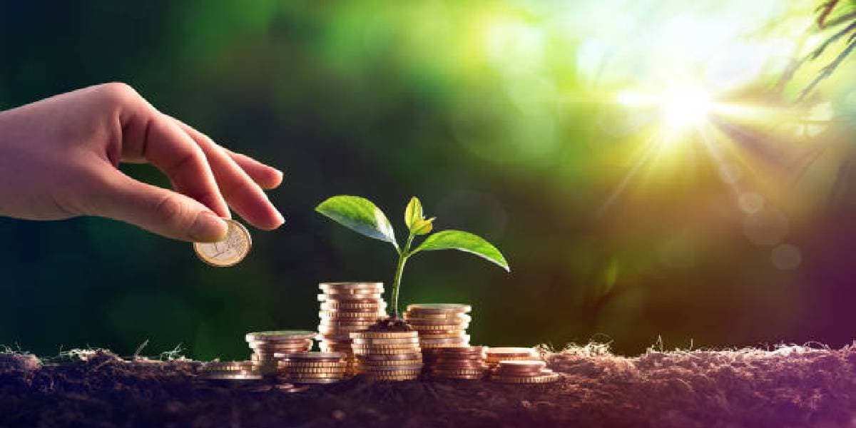 Coin Plants: मनी प्लांट के बाद कॉइन प्लांट देगा पैसा और पावर! जानें घर में रखने के नियम