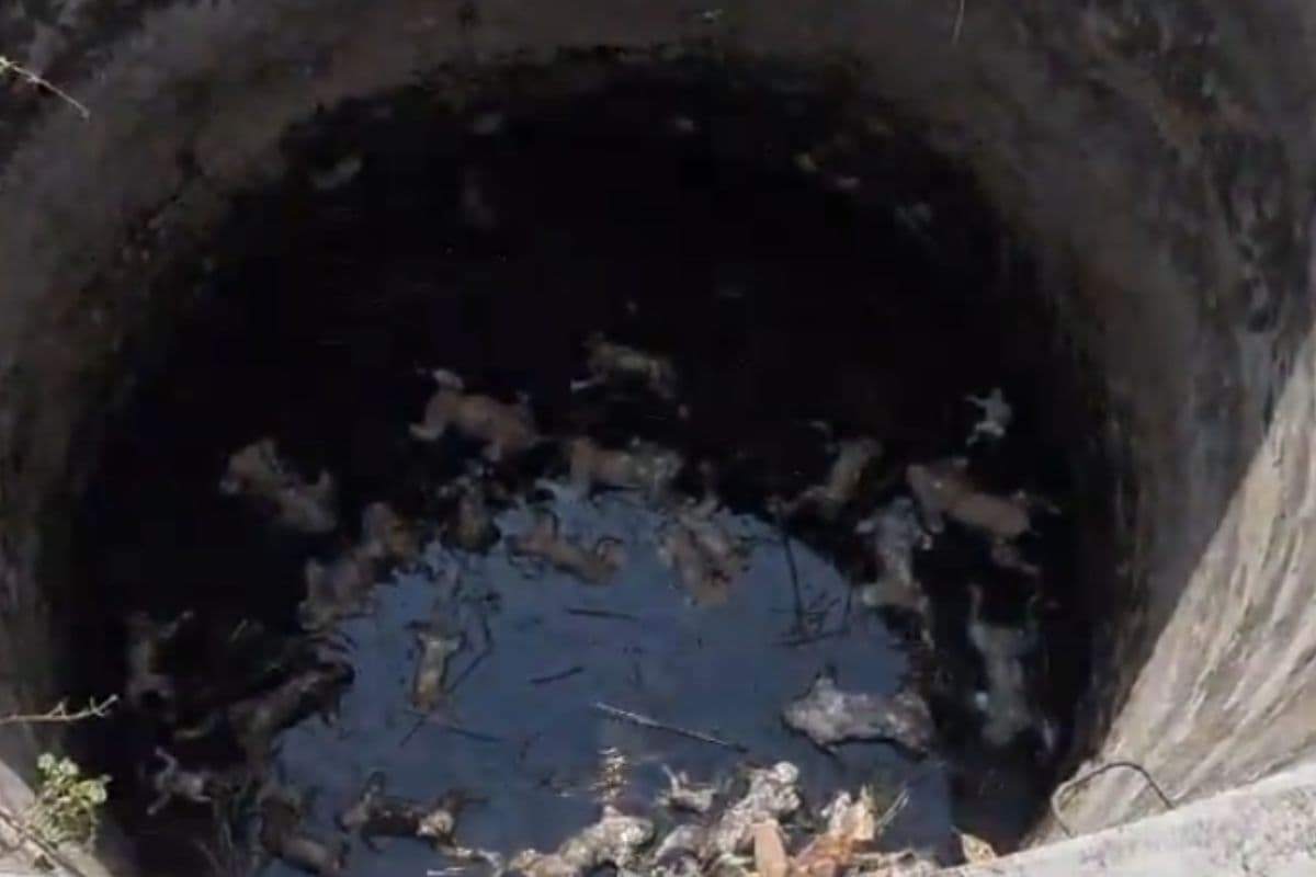 पलामू के पांकी में भीषण गर्मी का कहर, अपनी प्यास बुझाने कुएं में उतरे 32 बंदरों की मौत