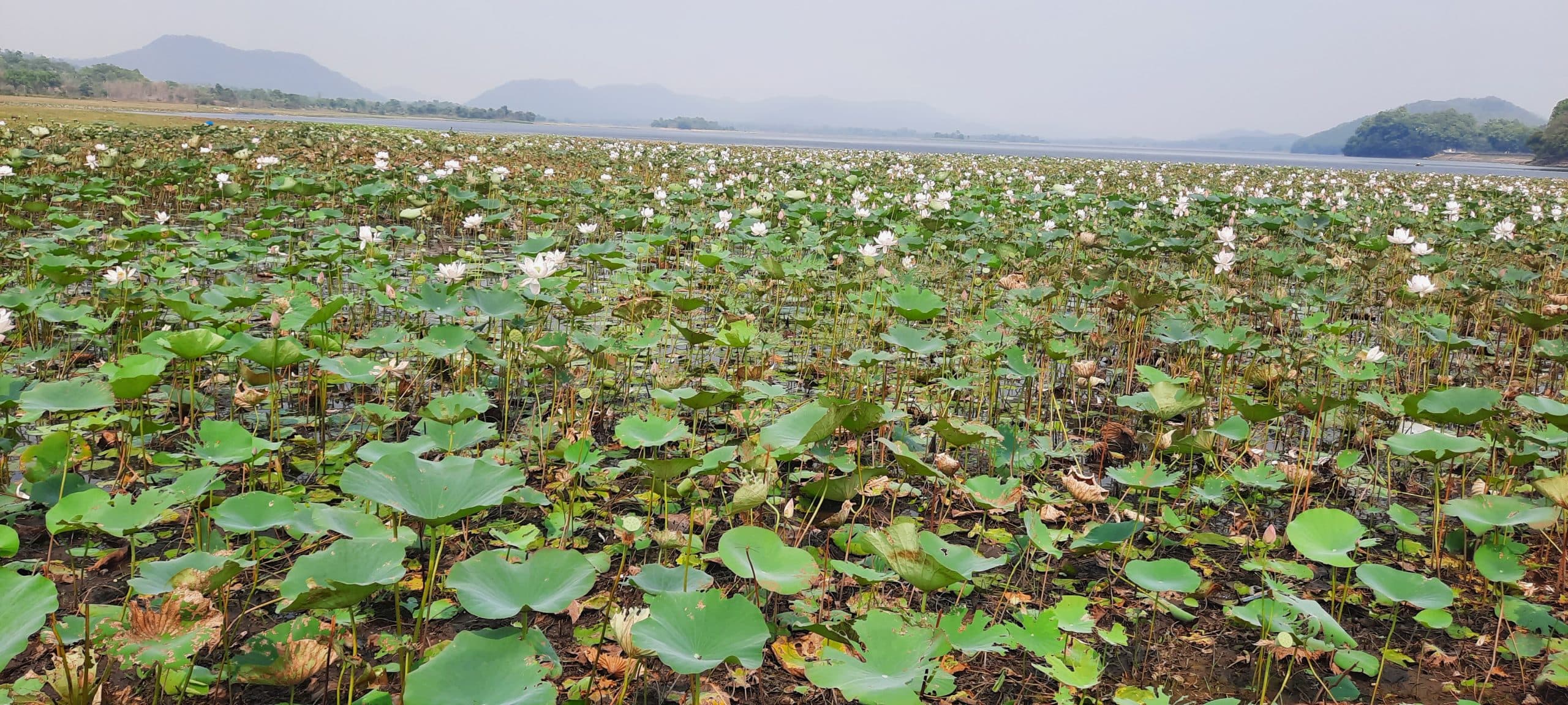 डिमना लेक में खिले कमल के फूल, राहगीरों को कर रहे आकर्षिक