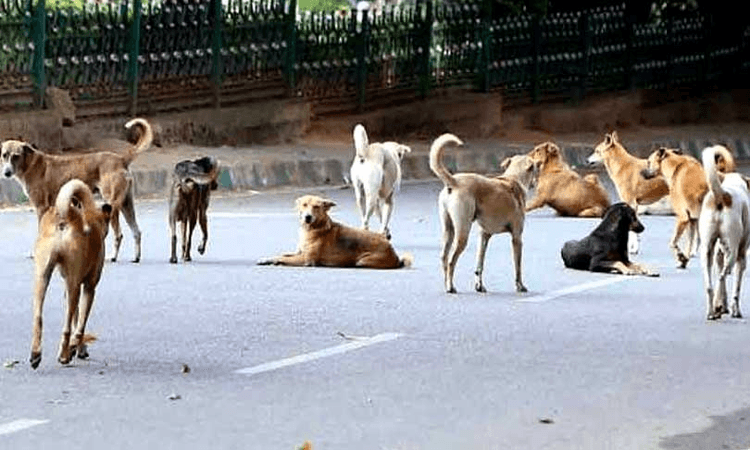 Dog Attack: सावधान! पटना में हर दिन औसतन 400 लोगों को काटते हैं कुत्ते
