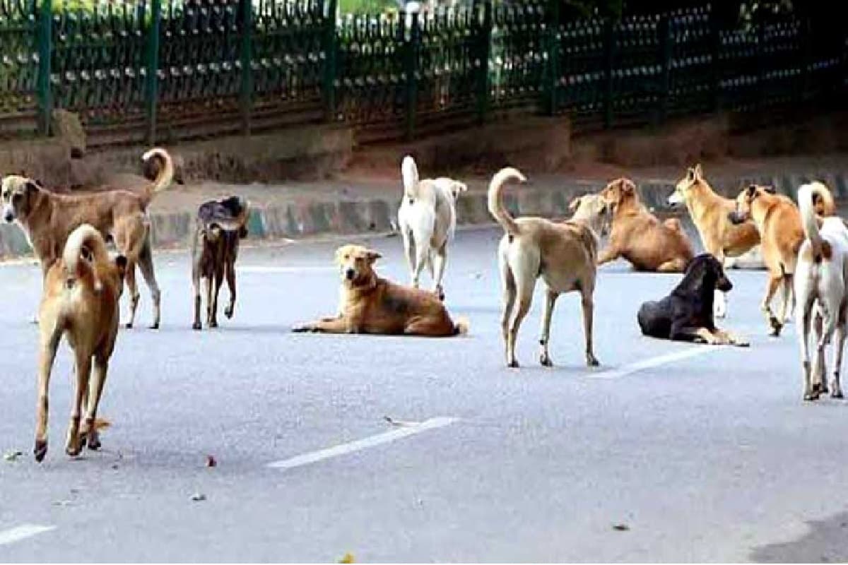 पटना में नवजात को पॉलिथिन में बांध कर सड़क पर फेंका, कुत्तों ने नोंच खाया