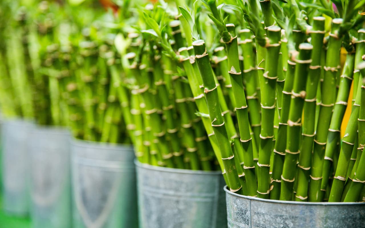Home Decor: घर को रखना चाहते है स्वस्थ और ताजा? ये पौधे कर सकते हैं मदद