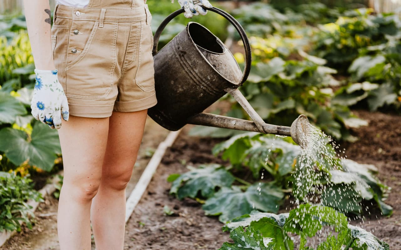 Summer Plant Care Tips: गर्मियों के दिनों में इस तरह रखें अपने पौधों का ख्याल, जानें क्या है तरीका
