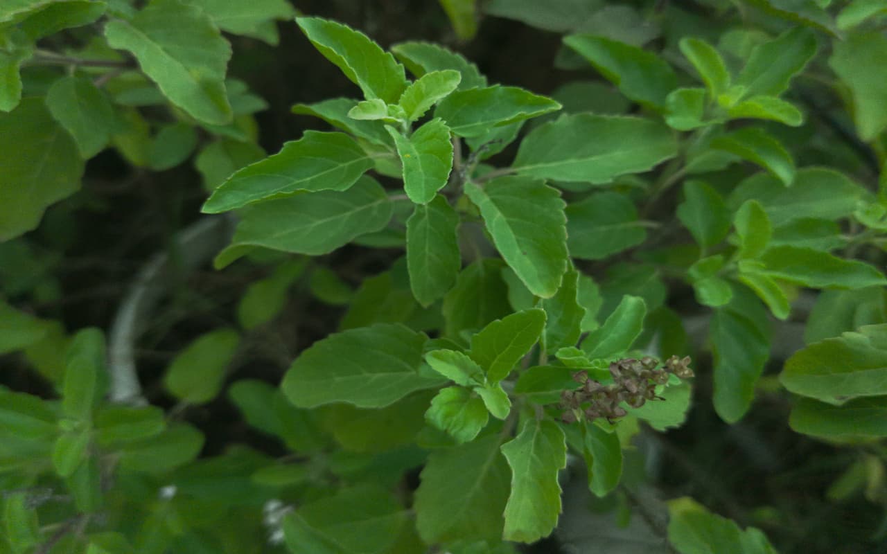 Health Tips: मानसून के दौरान ये नेचुरल हर्ब्स आपकी इम्युनिटी बूस्ट करने में करेंगे मदद