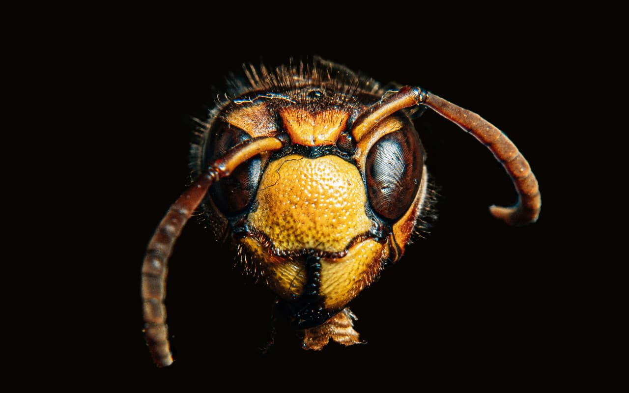 World Pest Day 2024: कब और क्यों मनाया जाता है वर्ल्ड पेस्ट डे? जानें महत्व और इतिहास