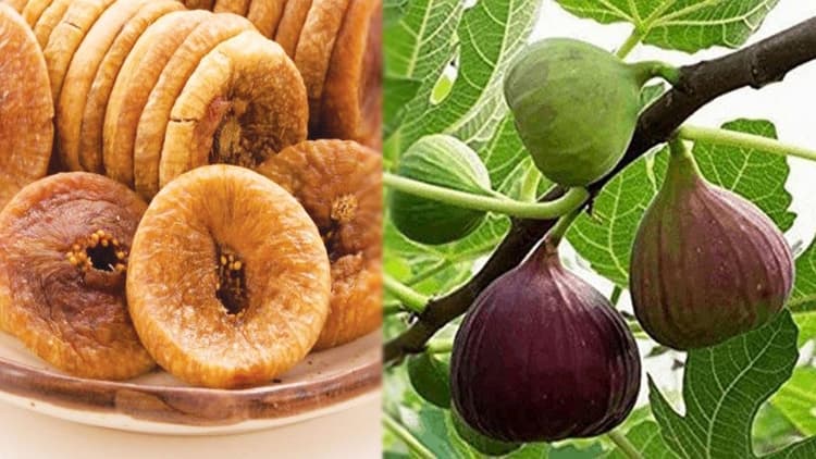 Katihar News : कटिहार में पहली बार होगी अंजीर की खेती