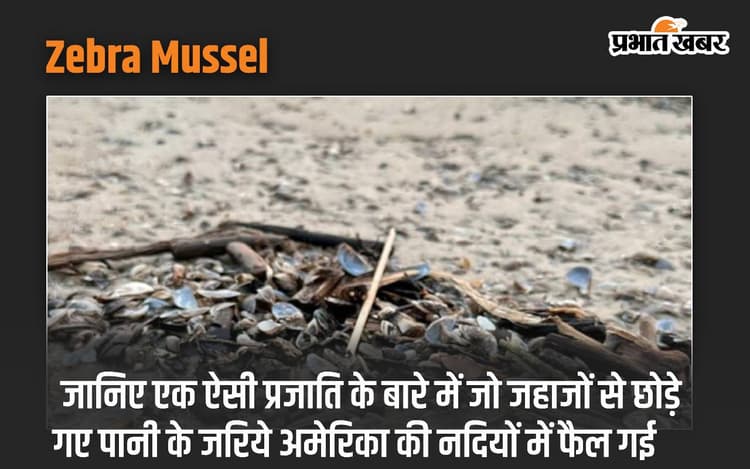 Zebra Mussel: जानिए एक ऐसी प्रजाति के बारे में जो जहाजों से छोड़े गए पानी के जरिये अमेरिका की नदियों में फैल गई