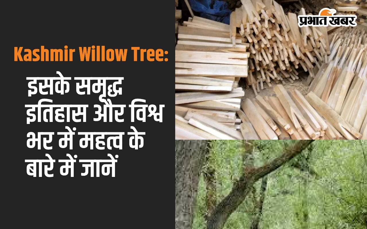 Kashmir Willow Tree: इसके समृद्ध इतिहास और विश्व भर में महत्व के बारे में जानें