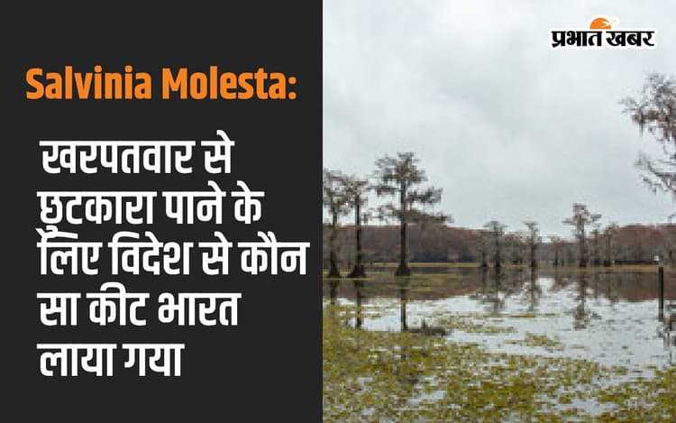Salvinia Molesta: खरपतवार से छुटकारा पाने के लिए विदेश से कौन सा कीट भारत लाया गया, जानें