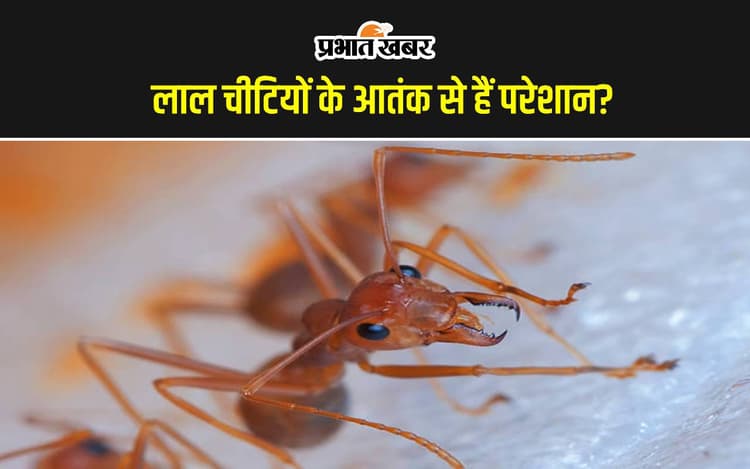 Get Rid of Red Ants: घरेलू उपाय से कैसे दूर करें लाल चीटियां, यहां मिलेगा हर सवाल का जवाब