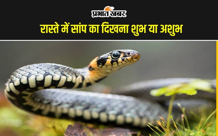 Snake Road Crossing Meaning: रास्ते में अगर ऐसे दिखे सांप, समझ लें आने वाले हैं अच्छे दिन
