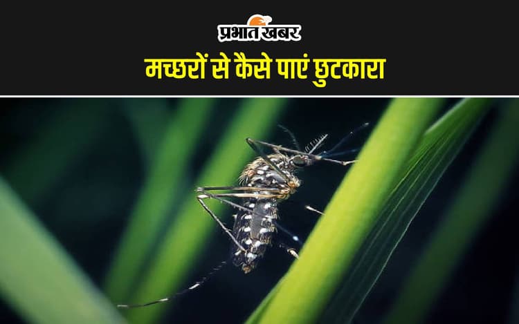 Plants to Get Rid of Mosquitoes: इन पौधों को घर में लगाने से नहीं आएंगे मच्छर, बढ़ेगी घर की शोभा