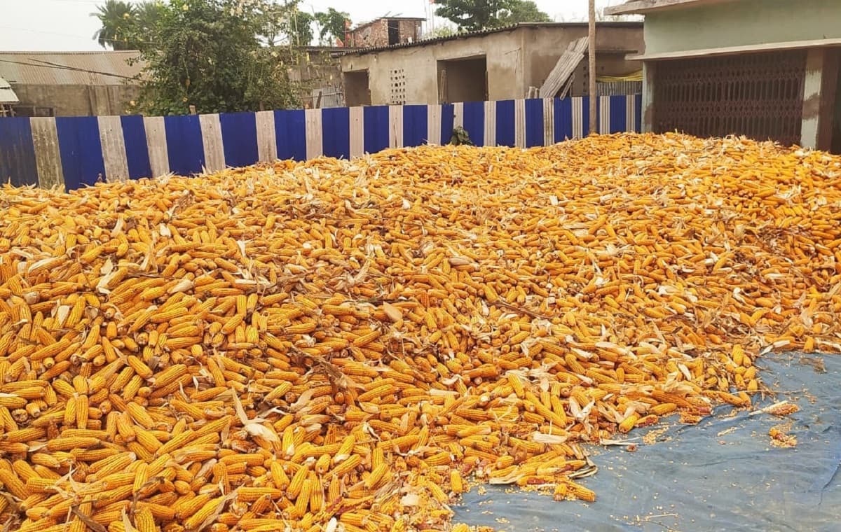 Purnia news : पीला सोना के रिकाॅर्ड रेट ने बढ़ायी पूर्णिया के किसानों के चेहरे की रौनक