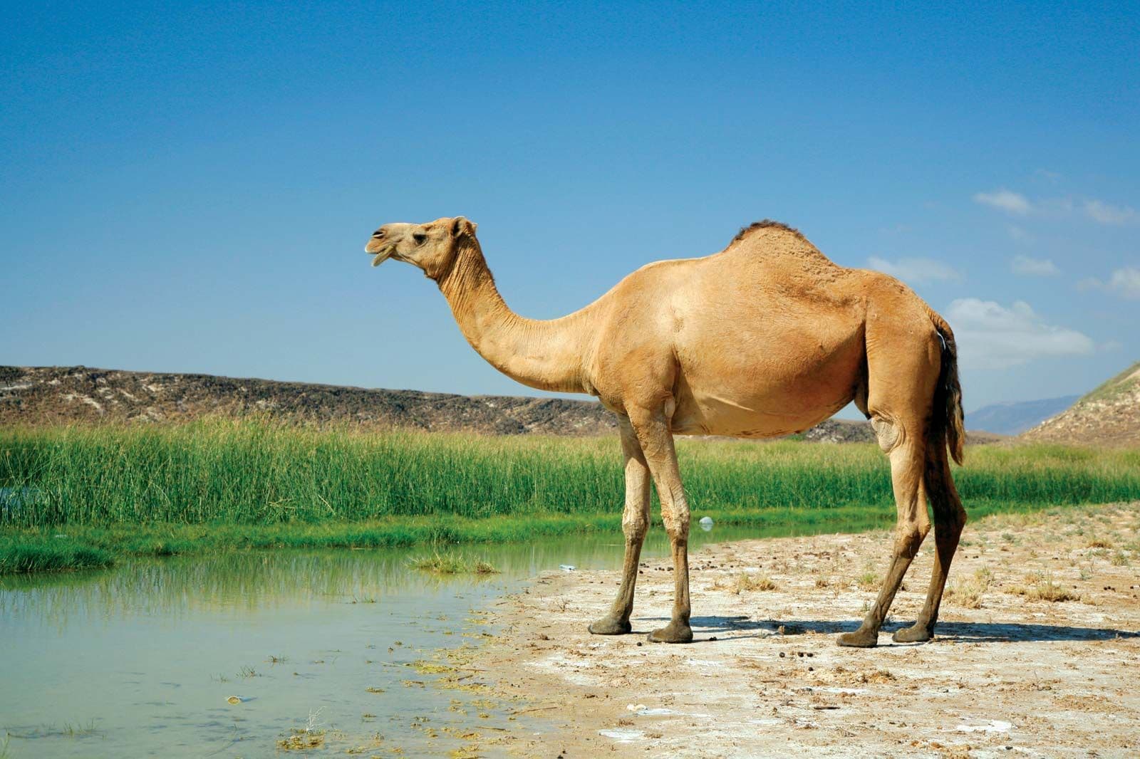 Benefits of camel milk: ऊंटनी का दूध हैं आपकी सेहत का साथी