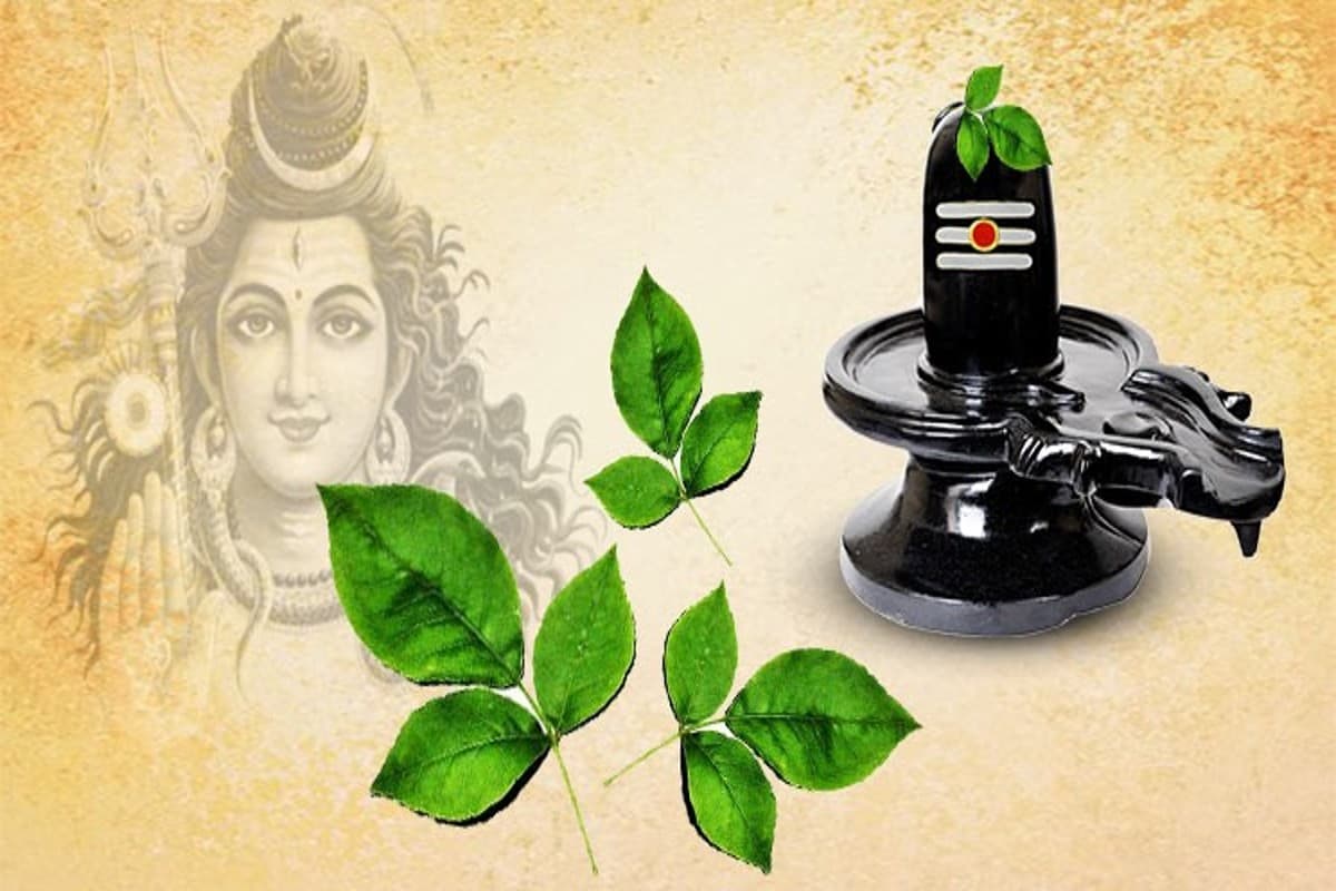 Bel Patra Leaves Benefits: भगवान शिव को चढ़ने वाला 'बेलपत्र' को खाने के ये हैं 5 अद्भुत फायदे