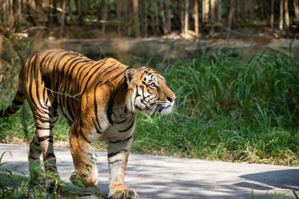 West Bengal Tourism: राजसी रॉयल बंगाल टाइगर को देखना चाहते है तो सुंदरबन जाएं