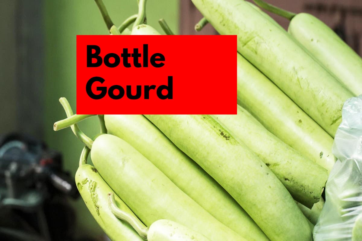 Bottle Gourd Side Effects: इन 5 लोगों को नहीं खानी चाहिए लौकी