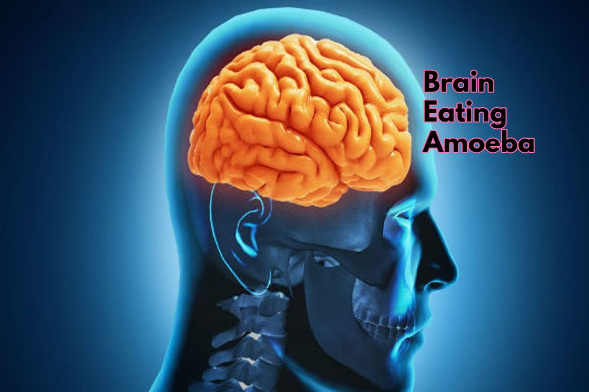 Brain Eating Amoeba: अमीबा कैसे दिमाग में प्रवेश करता है? डॉक्टर से जानिए कैसे इससे बचा जा सकता है