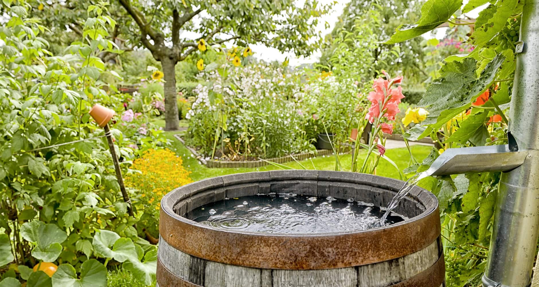 Household Rainwater Uses: बरसात के पानी को स्टोर कीजिये और घर के कामों में इस्तेमाल कीजिये, जानिए ये ट्रिक्स