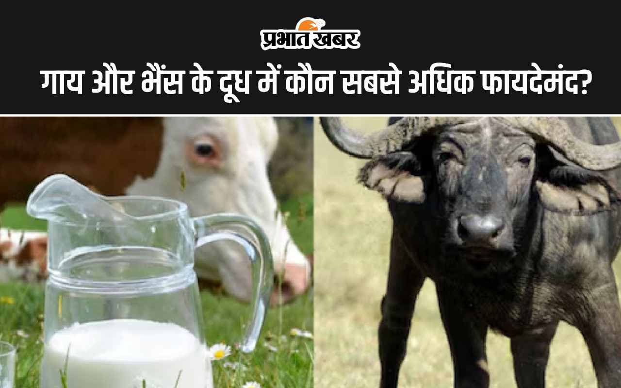 Cow Milk vs Buffalo Milk: गाय और भैंस के दूध में कौन सबसे अधिक फायदेमंद है?