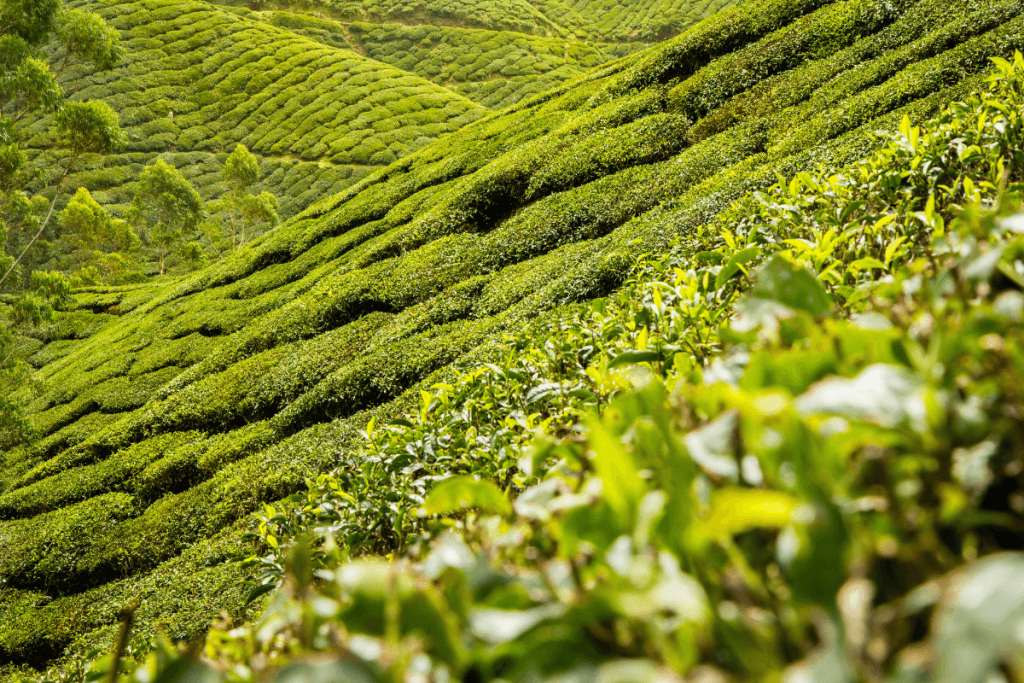 Darjeeling Toy Train