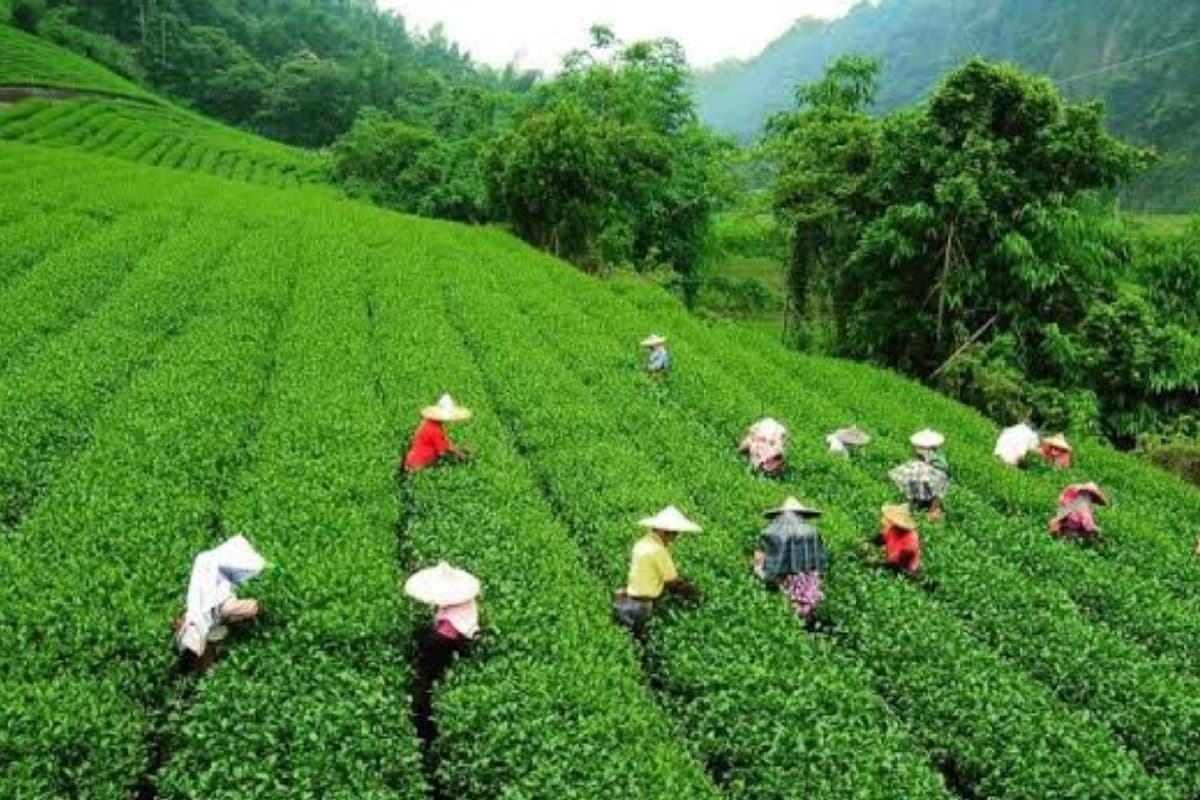 Famous Tea Gardens in India: चाय की चुस्कियों के हैं शौकीन, चले आइए ये फेमस जगहें