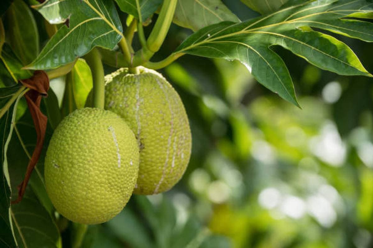 Bad Luck Tree for Home: घर पर नहीं आनी चाहिए इन पेड़ों की छाया, अंधकार से भर जाता है जीवन