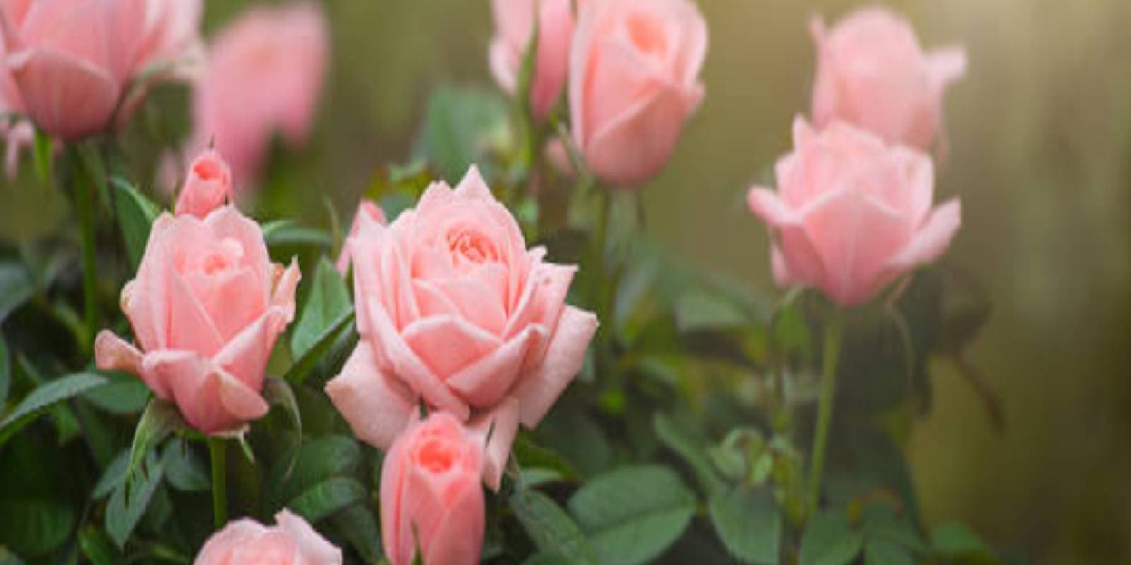 Plant Lover: बीज से उगाएं लाल, गुलाबी, नीला और पीला Rose, फॉलो करें ये स्टेप, खिल उठेगा बगीचा