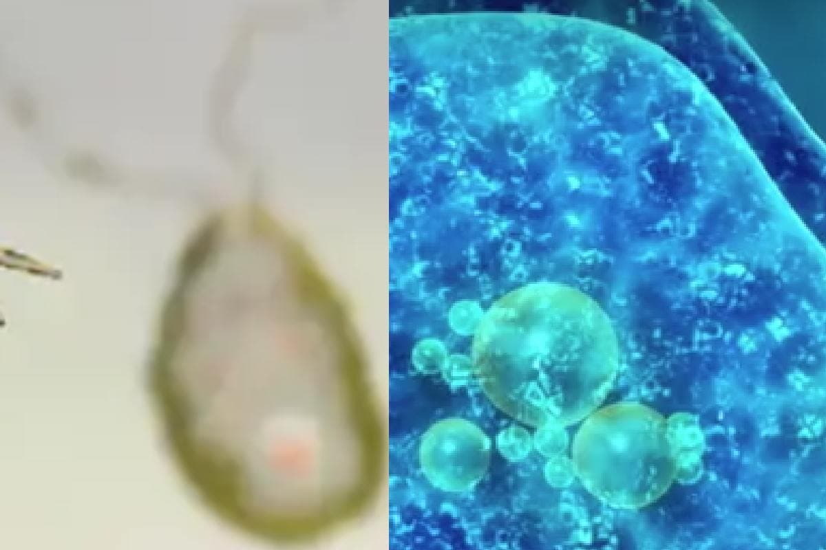 'दिमाग खाने वाला अमीबा' का चौथा केस केरल में आया सामने, जानें कैसे फैलती है बीमारी