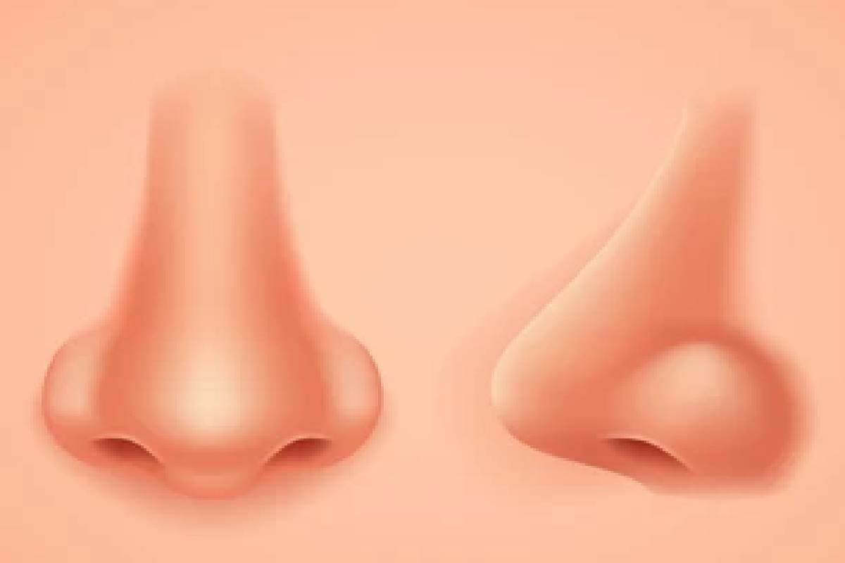 Nose Shape Personality: नाक की शेप खोलेगी पोल, जानिए लंबे और छोटे नाम वालों का स्वभाव