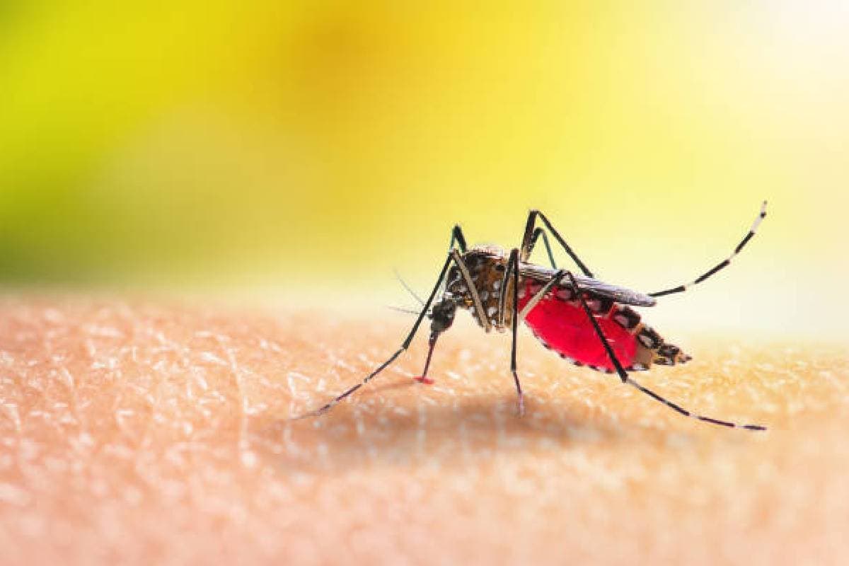 Sound of Mosquitoes: क्या मच्छरों की भिनभिनाहट काटने से ज्यादा करती है परेशान? बस करें ये काम