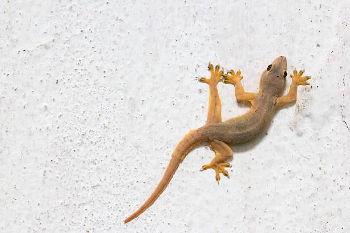 Lizard on Body: जानिए शरीर पर छिपकली का गिरना किस तरह का संकेत हैं