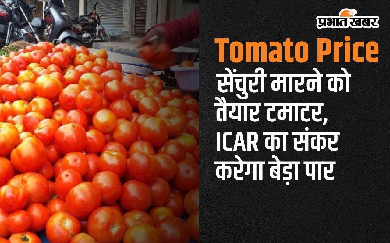 Tomato Price: सेंचुरी मारने को तैयार टमाटर, आईसीएआर का संकर करेगा बेड़ा पार