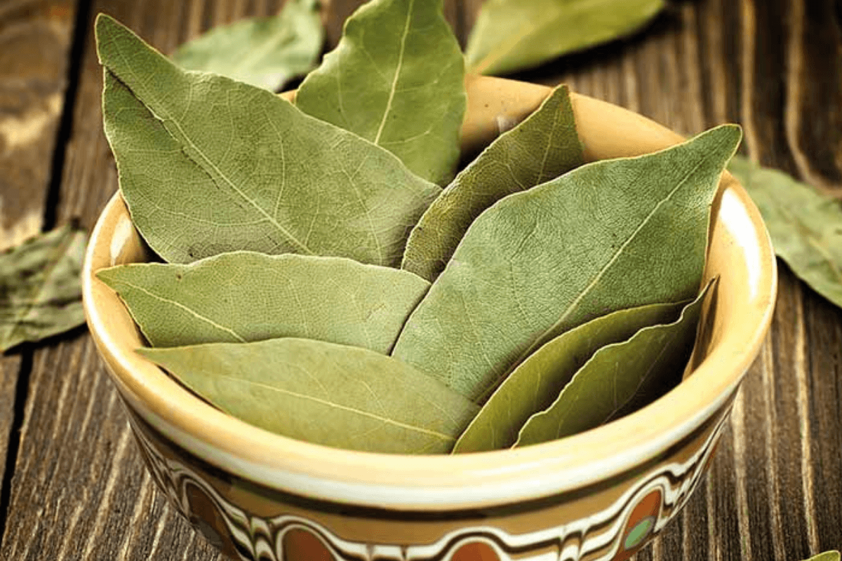 Home Gardening Tips: अपने बागीचे में तेजपत्ता उगाएं और स्वास्थ्य लाभ पाएं