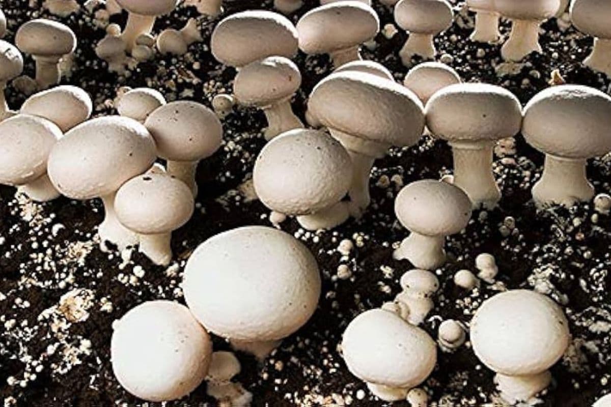 बोकारो के जंगल में मिलती है 8 तरह की खुखड़ी, डायबिटीज समेत कई बीमारियों में रहता है मददगार