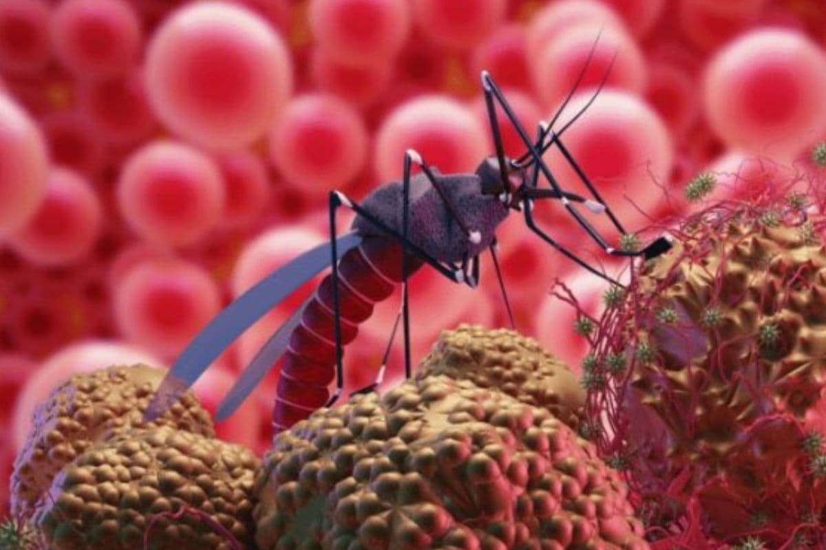 Zika Virus: महाराष्ट्र में पांव पसार रहा जीका वायरस, केंद्र सरकार ने जारी की एडवाइजरी