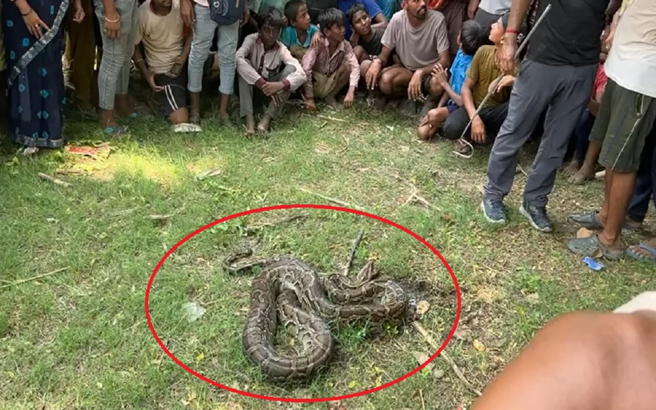 VIDEO: पटना में गांव वालों ने 15 फुट के विशालकाय अजगर सांप की लगा दी परेड, देखिए फिर क्या हुआ...