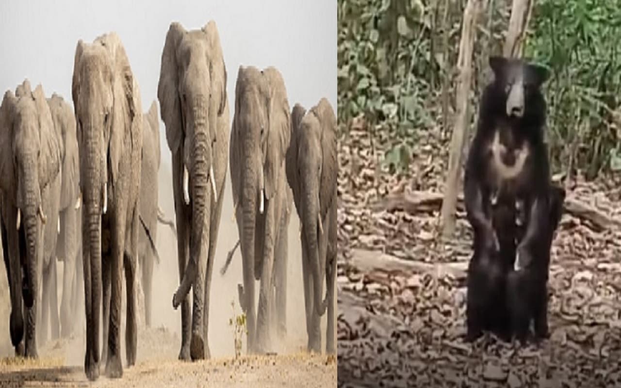 बिहार में स्कूल-ऑफिस के पास यहां भालू घूम रहा, नेपाल से आए हाथियों से भी सहमे हैं गांव के लोग…