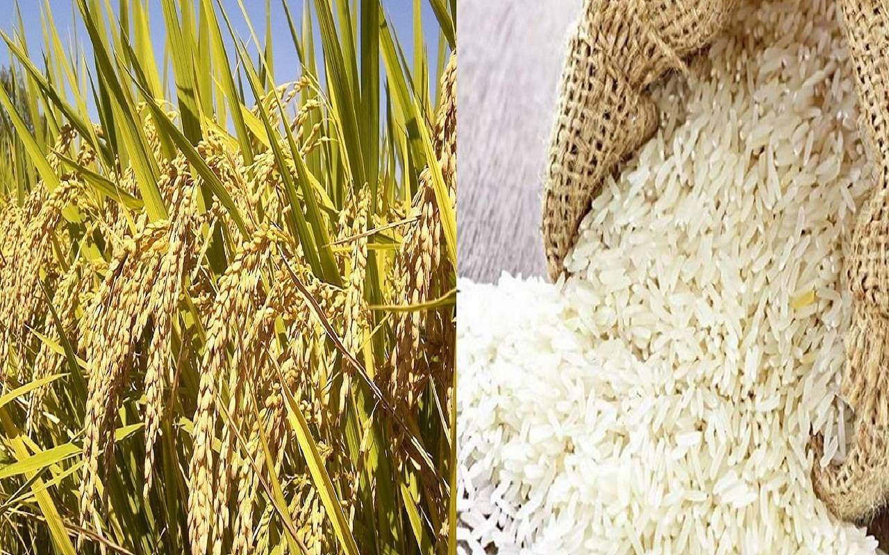 भागलपुरी कतरनी की विदेशों में बढ़ी मांग, पर सिमट गया उत्पादन, अब उत्पादक संघ को मिलेगा एपीओ का दर्जा