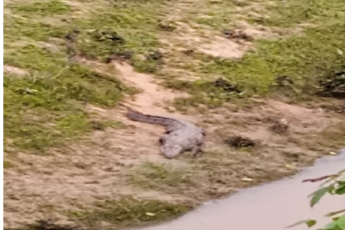 कैमूर के सुअरा नदी के घाट पर रेंगता दिखा मगरमच्छ, लोगों में दहशत