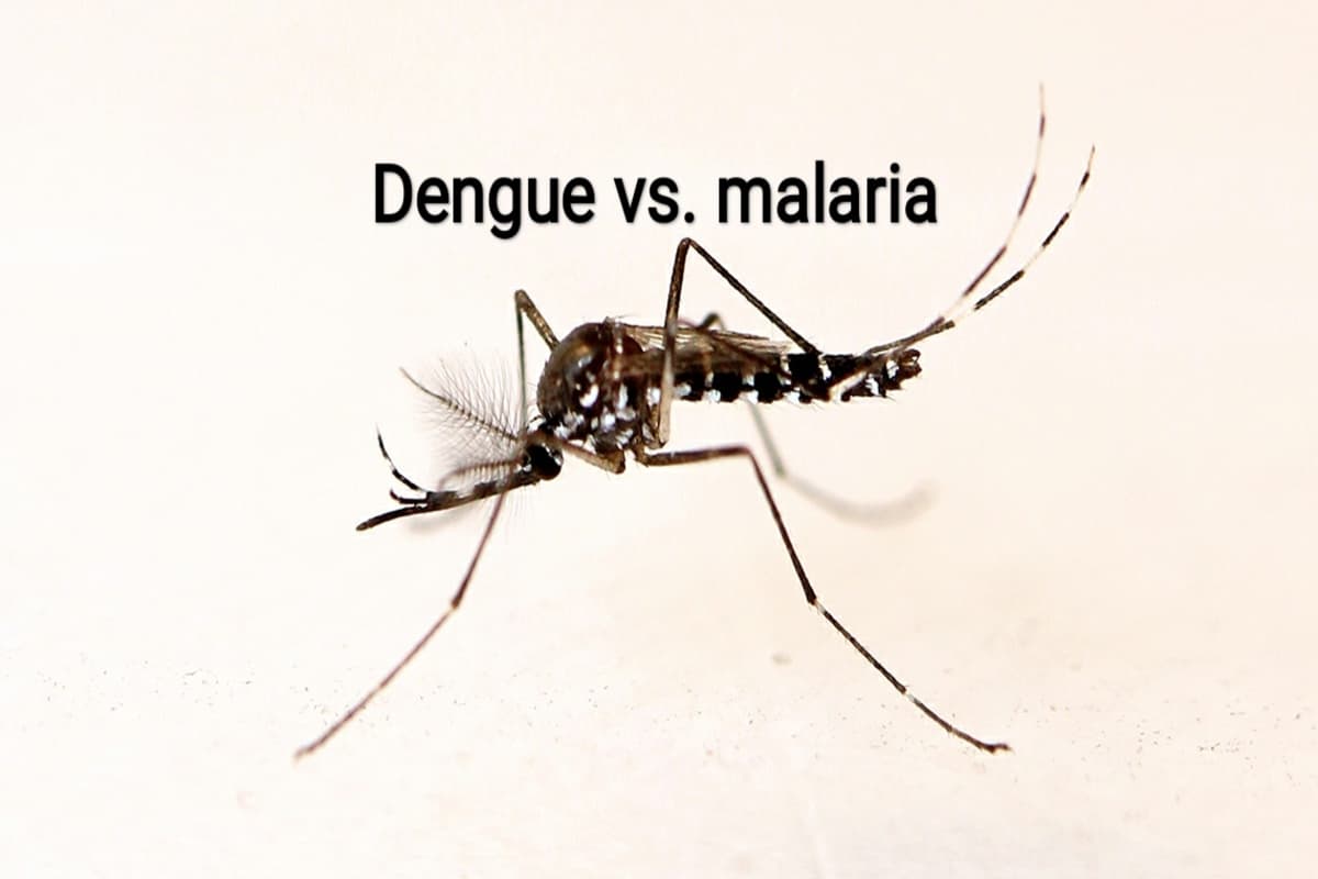 Dengue Vs Malaria : डेंगू और मलेरिया में अंतर, लक्षण, बचाव और उपाय.